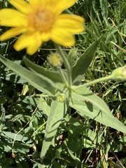 Arnica mollis