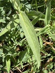 Arnica mollis