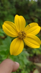 Bidens ostruthioides