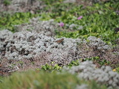 Phylloscopus fuscatus