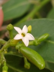 Vallesia glabra