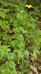 Bidens ostruthioides