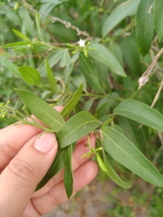 Vallesia glabra