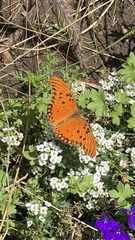 Dione vanillae