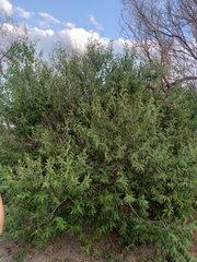 Vallesia glabra
