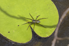 Dolomedes facetus