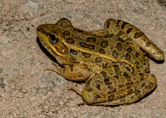 Lithobates berlandieri