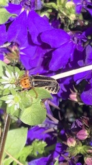 Cantharidae
