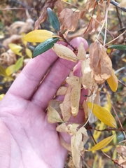 Clematis alpina sibirica