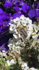 Cantharidae