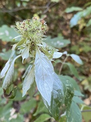 Pycnanthemum incanum