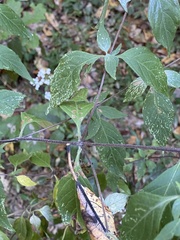 Pycnanthemum incanum