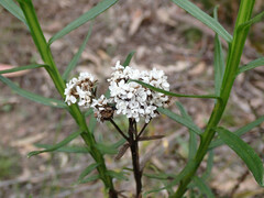 Ixodia achillaeoides