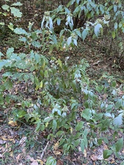 Pycnanthemum incanum