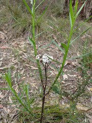 Ixodia achillaeoides