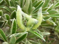 Dasineura lupinorum