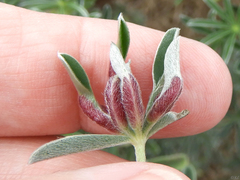 Dasineura lupinorum