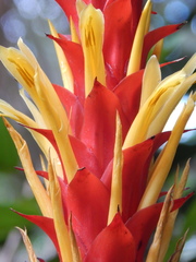 Pitcairnia