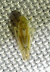 Erythridula