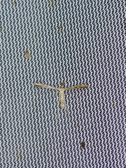 Emmelina monodactyla