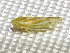 Erythridula