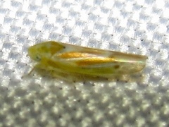 Erythridula