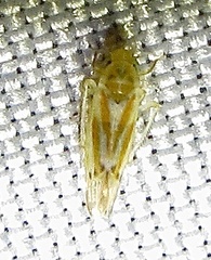 Erythridula
