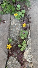 Oxalis