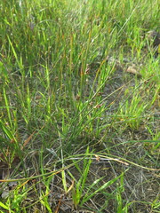 Juncus haenkei