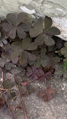 Oxalis