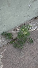 Cyclospermum