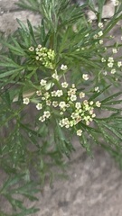 Cyclospermum