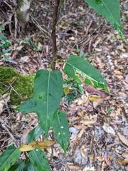 Leichhardtia rostrata