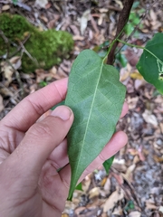 Leichhardtia rostrata