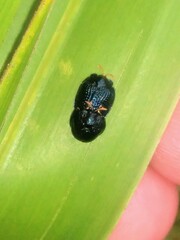 Hemisphaerota cyanea