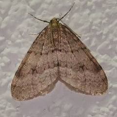 Operophtera