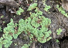 Azolla filiculoides