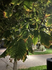 Sapindaceae