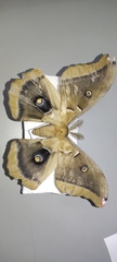 Antheraea oculea