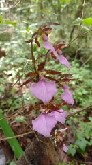 Rhynchostele bictoniensis