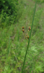 Juncus haenkei