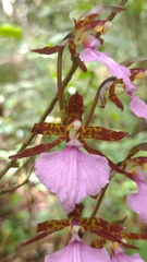 Rhynchostele bictoniensis