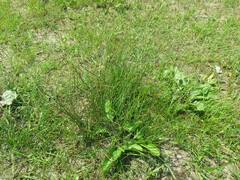 Juncus haenkei
