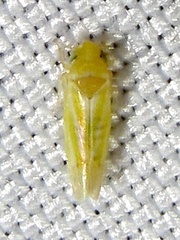 Erythridula
