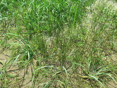 Juncus haenkei