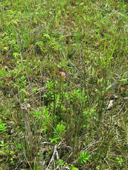 Juncus haenkei