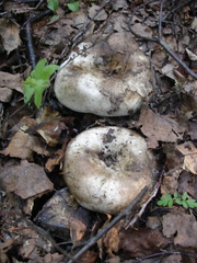 Russula densifolia