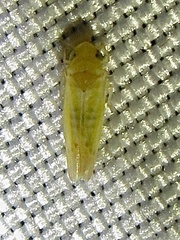 Erythridula