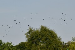 Corvus brachyrhynchos