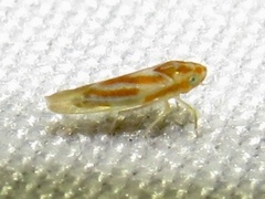 Erythridula